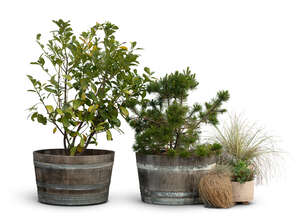 group of potted plants