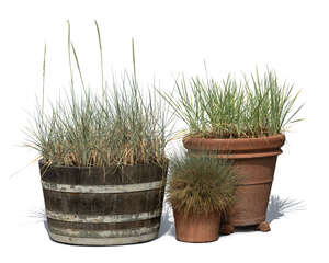 cut out group of potted decorative grasses