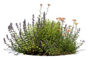 blooming group of flowers