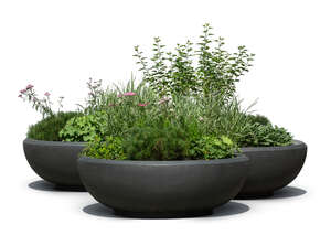 cut out group of green plant compositions in large pots
