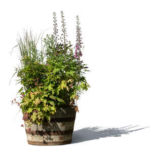composition of plants and flowers in a wooden barrel