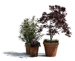 cut out sidelit bush and a plants in clay pots