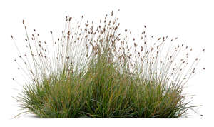 cut out ornamental grass from species Sesleria caerulea