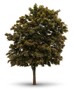 cut out maple tree in shade