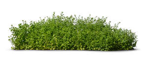 cut out green hedge bush