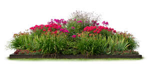 composition of blooming red and pink flowers