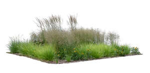 cut out composition if different ornamental grasses and plants