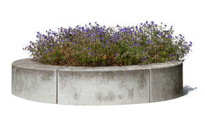 flowerbed in a round stone planter of blooming lobelia plant