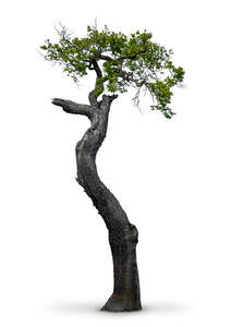 cut out old broken oak tree