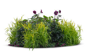 group of plants and flowers