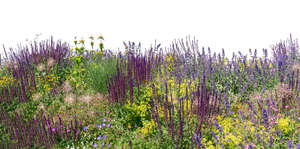 foreground with blooming different plants