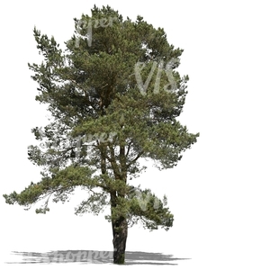 cut out big pine tree