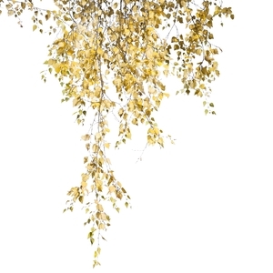birch branch with yellow leaves