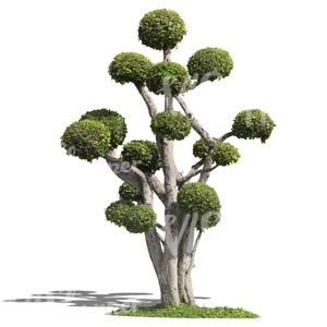 cut out tropical tree with trimmed crown