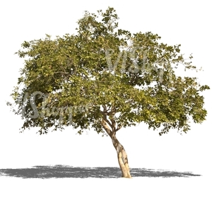 cut out big tropical tree