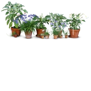 composition of potted flowers