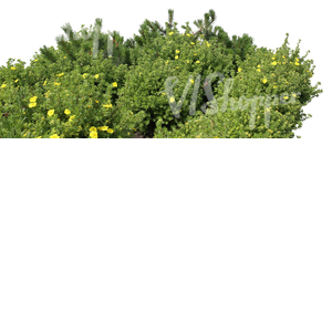 foreground bush with yellow blossoms