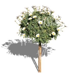 decorative bouquet of daisies