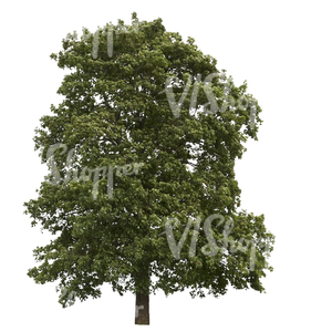 cut out big maple tree in shade