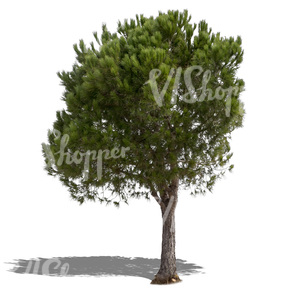 cut out medium size pine tree