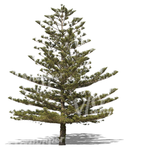 cut out Norfolk island pine