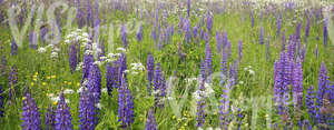 lupin meadow