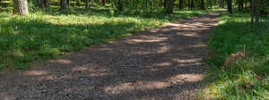 shady path running through a forest