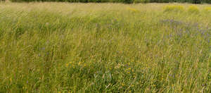 field of grass in summer