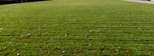 mowed lawn with fallen leaves