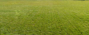 field of mowed lawn