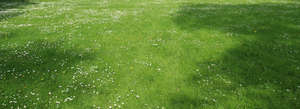 lawn with flowers and shadows