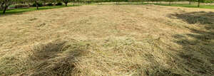 mowed dry hay in sunlight