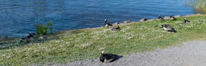 lake shore with birds