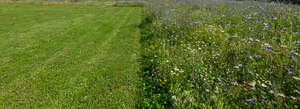 meadow next to a mowed lawn