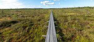 boardwalk in bog