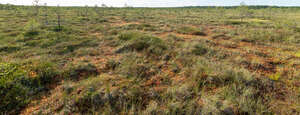 bog in late summer