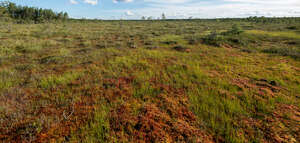 bog ground in late summer