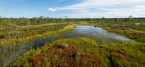 bog with a small lake