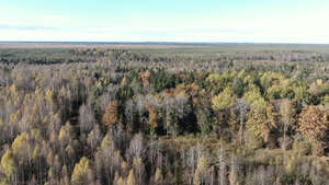 top view of a forest in autumn