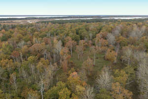 top view of an autumn forest