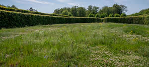 area of a flower meadow