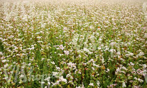 field of flowers