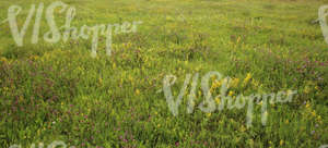 grassland