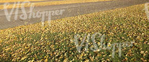 grass ground with a paved walkway and autumn leaves