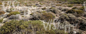 stony landscape with shrubs