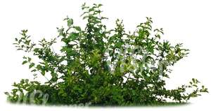 cut out small bush