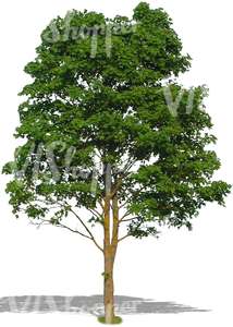 cut out big deciduous tree