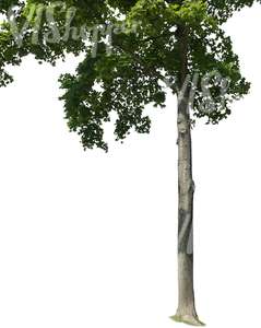 cut out trunk of a maple tree