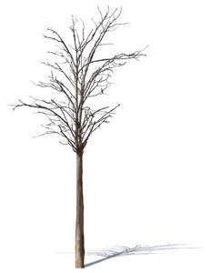 cut out leafless tree