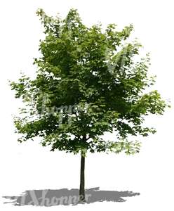 cut out little maple tree